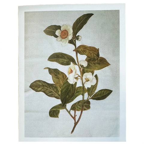 Greeting Card: Camellia sinensis
